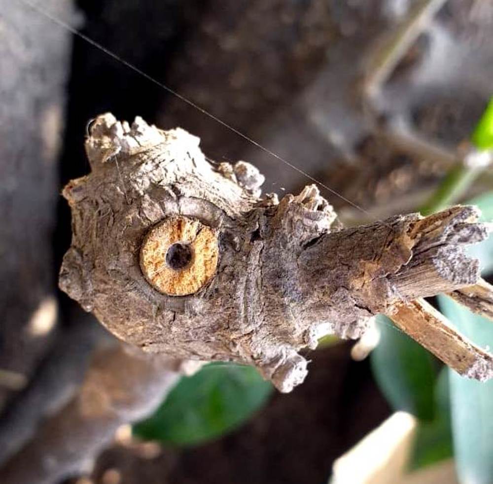 Picture of the Century