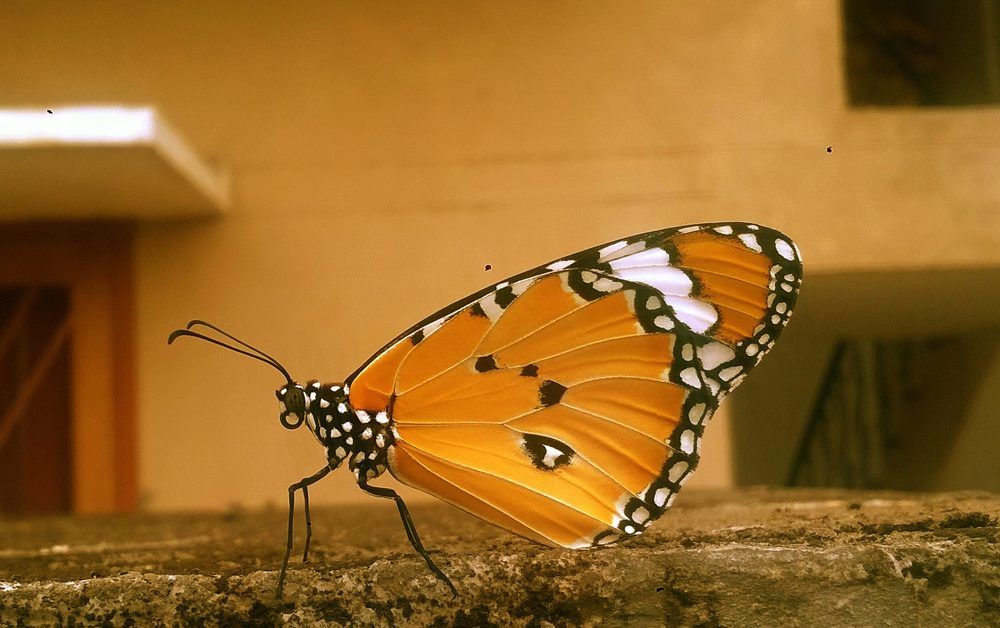 Close to the butterfly