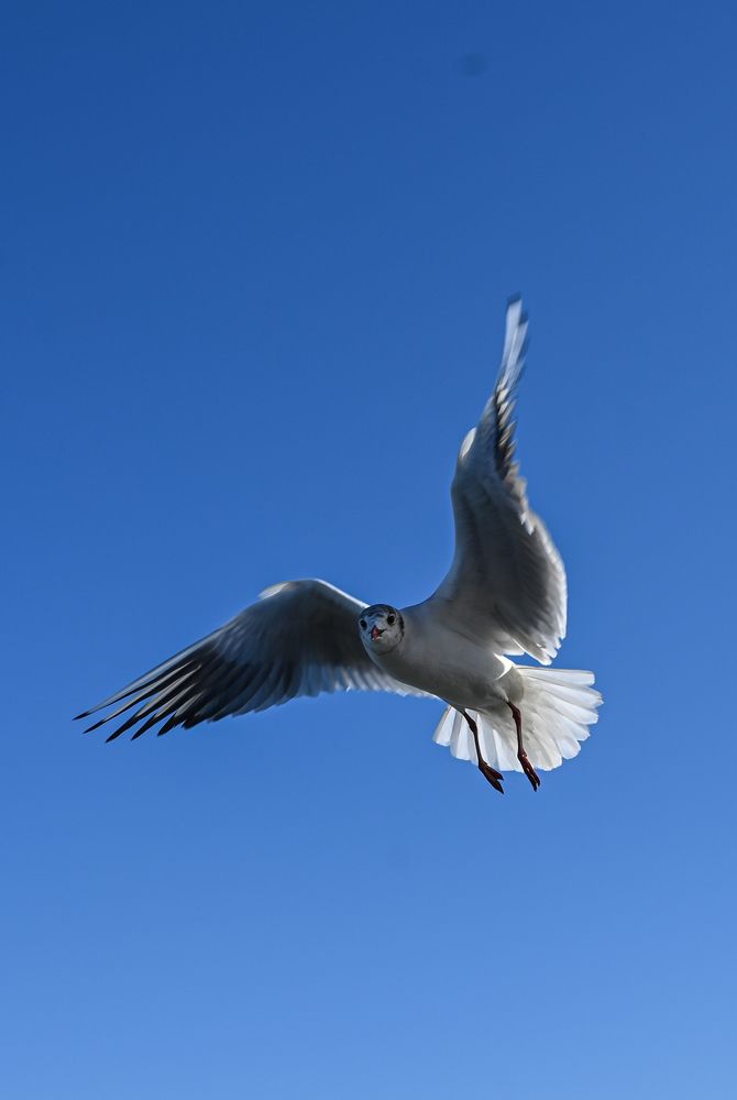 Photograph by Максим Картелев