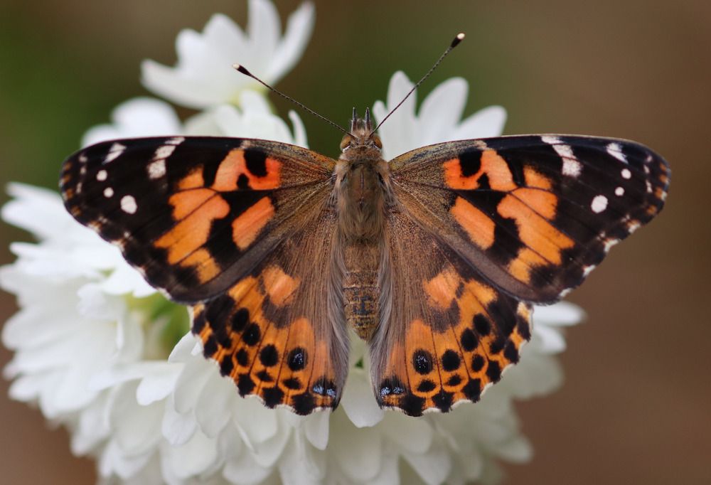 Photograph by Ambi Puvi