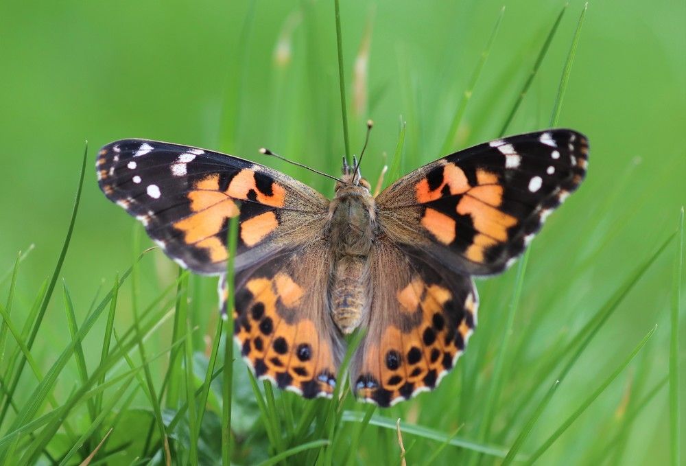 Photograph by Ambi Puvi