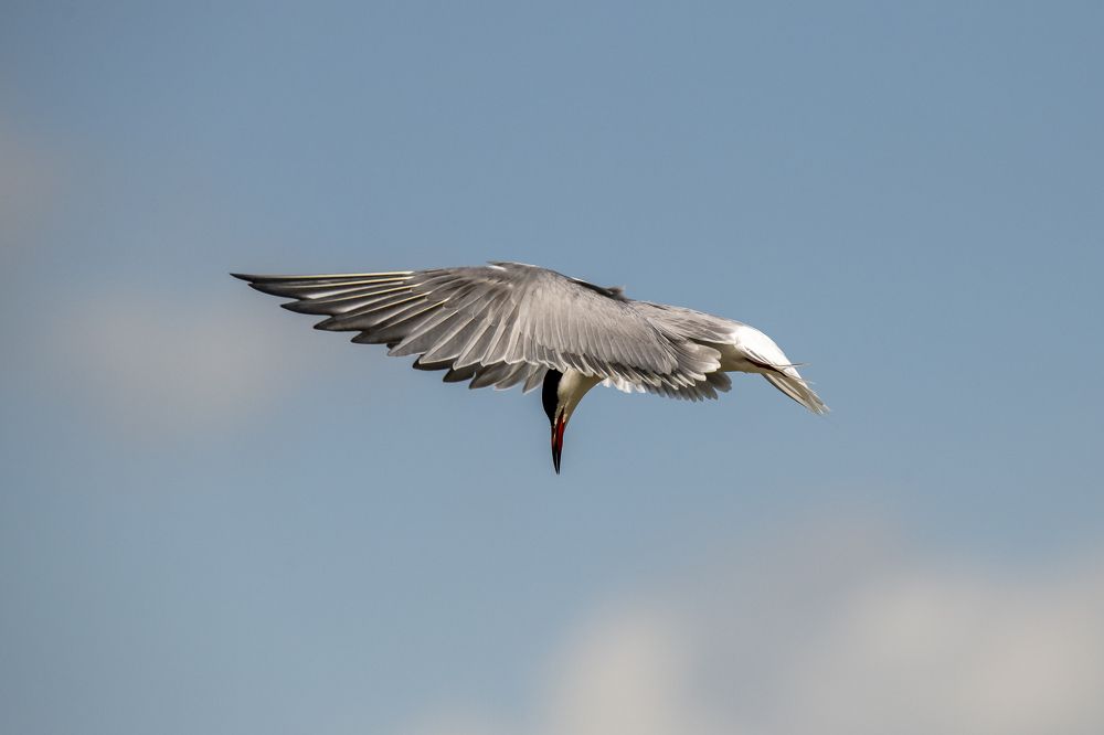 Речная Крачка.