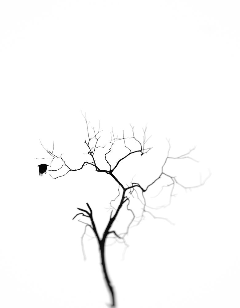 Bare tree and life