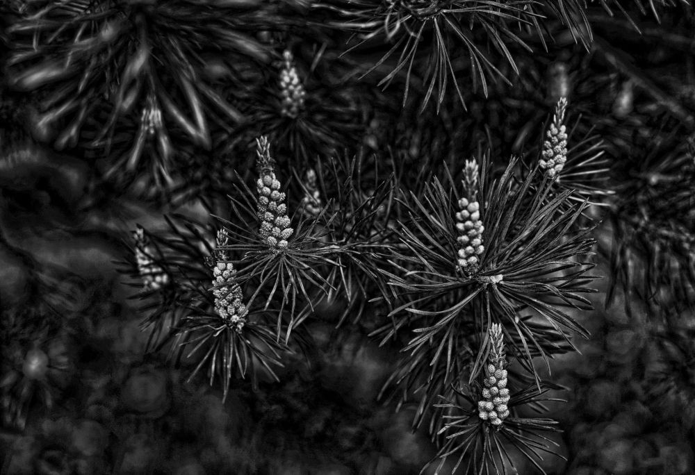 Photograph by Tatyana Semenova