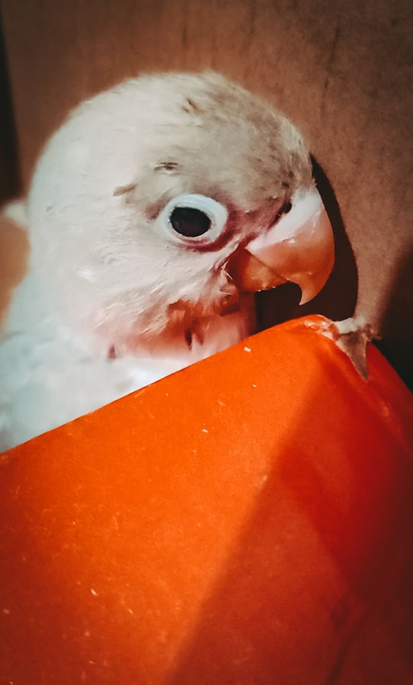 Photograph by Karlos Vincent Bitoin