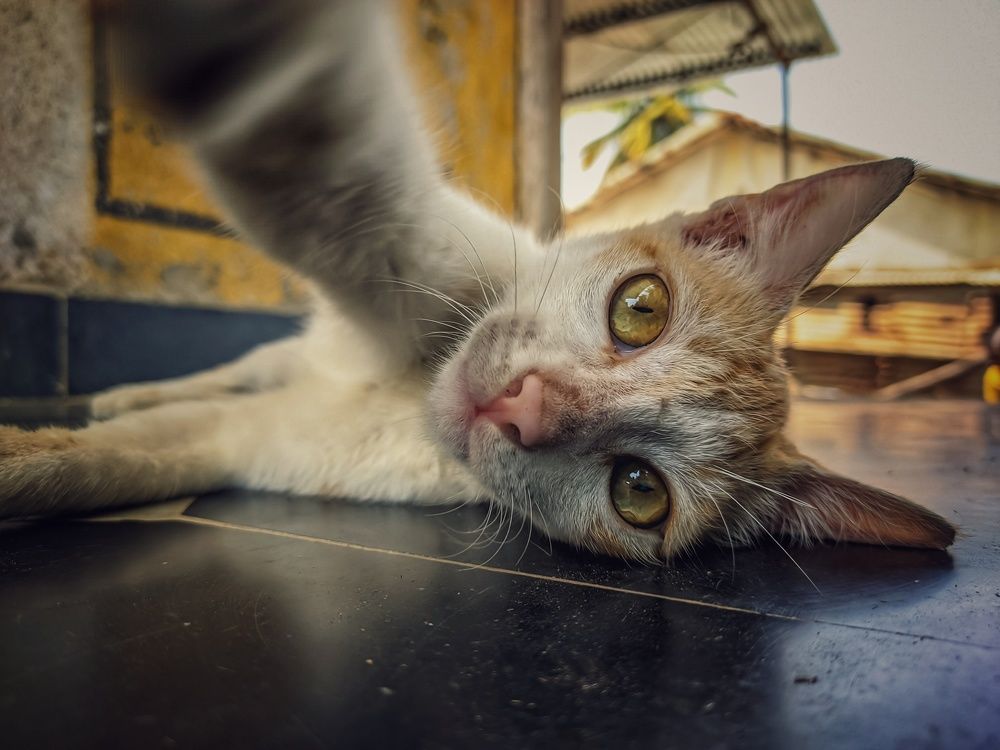 Photograph by Vijayakumar