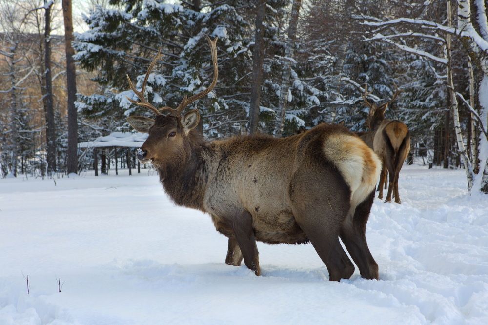 Photograph by Ирина Сушко