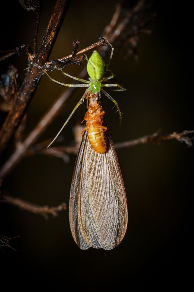 Lynx spider with kill