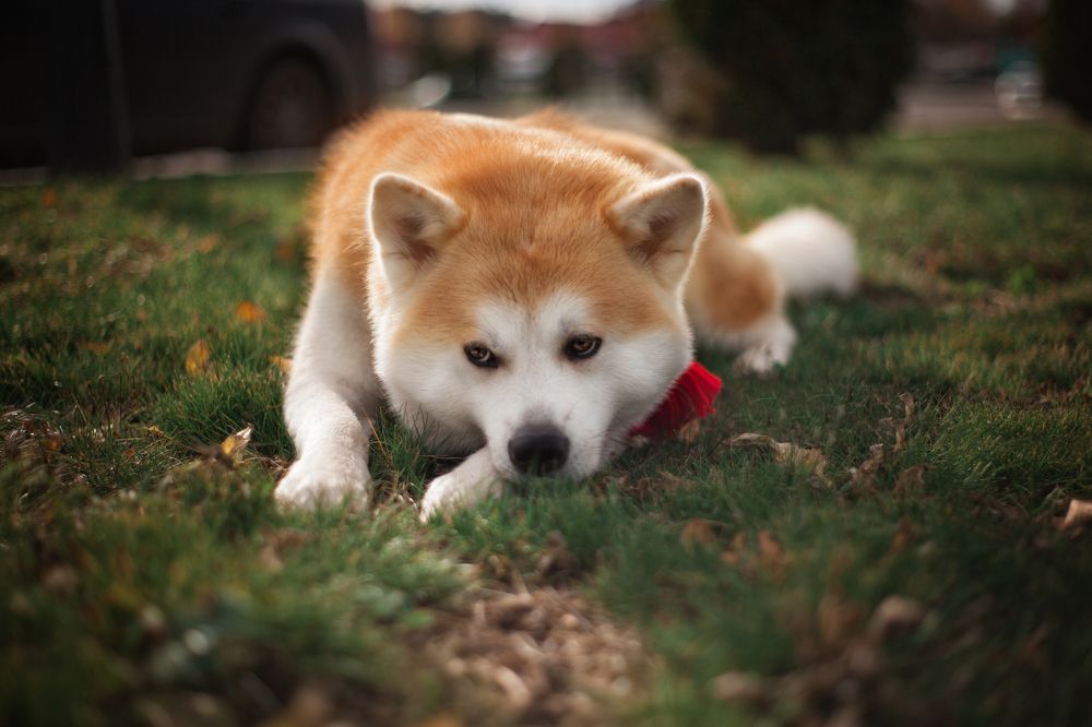 Photograph by Татьяна Муравкина