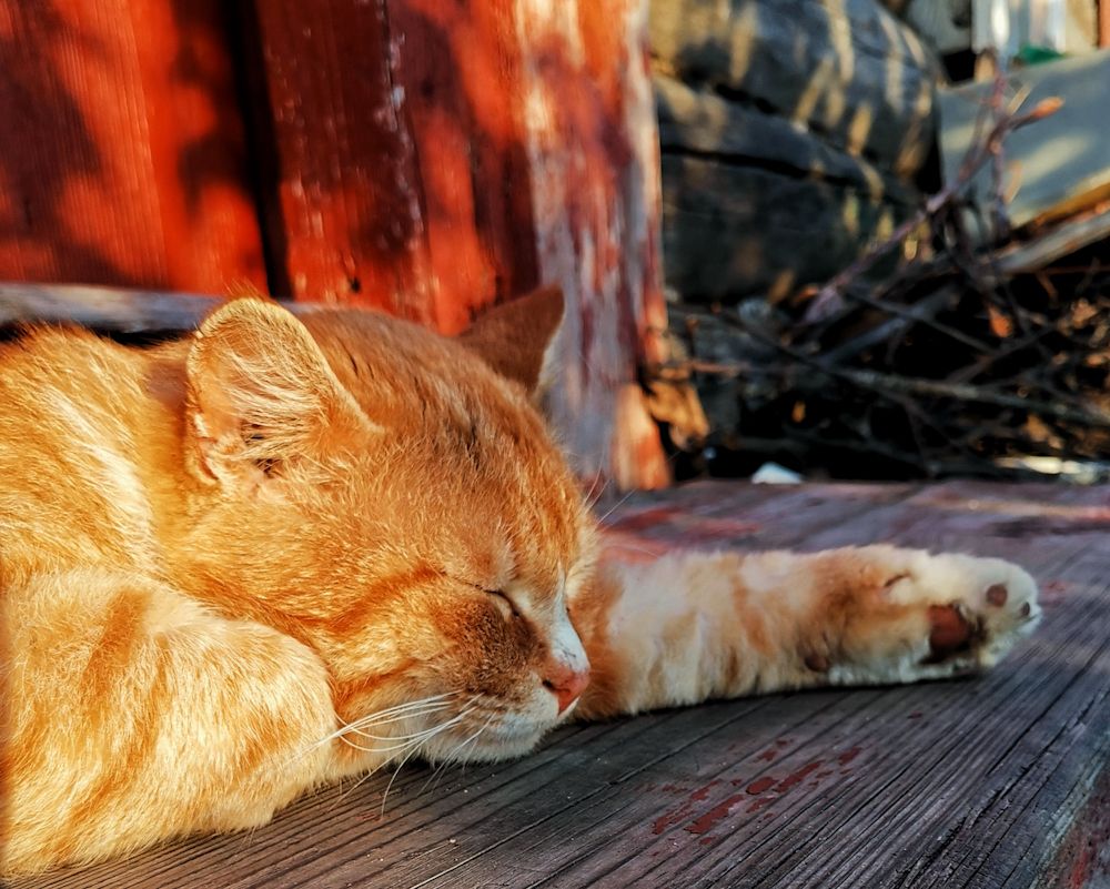 В лучах закатного солнца