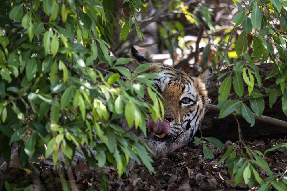 Фотография автора Sanjay Shukla