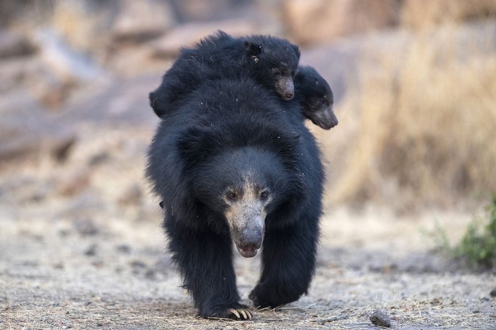 Фотография автора Sanjay Shukla