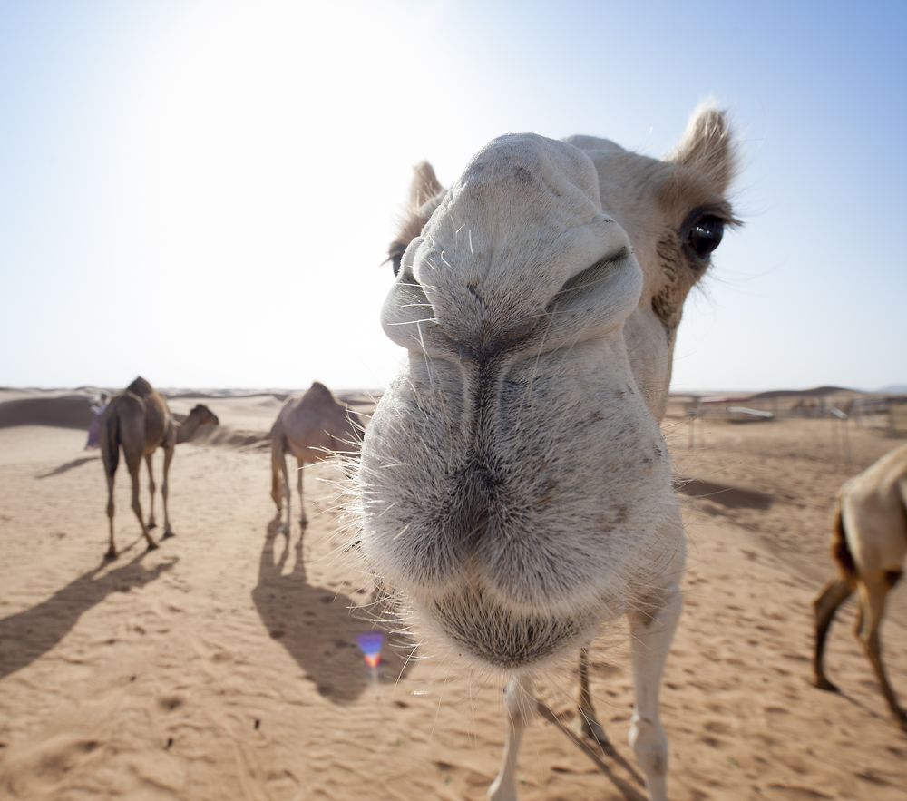 Photograph by Irina Grigoryeva