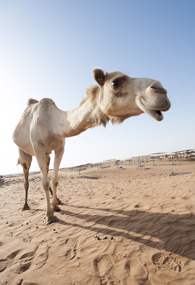 Photograph by Irina Grigoryeva