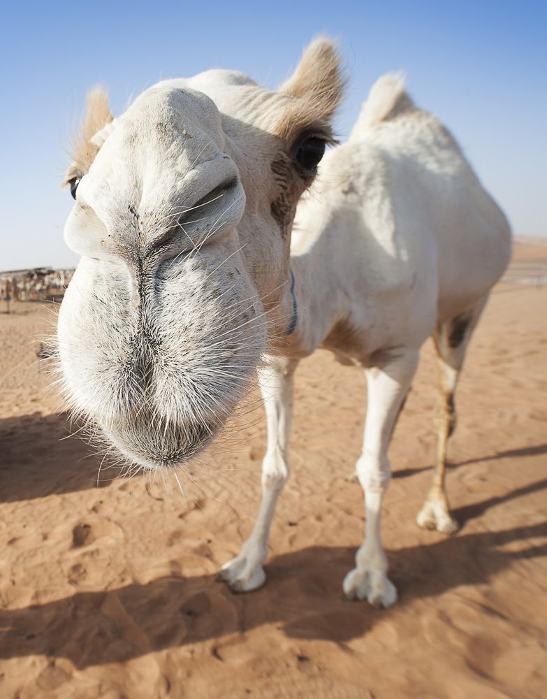 Photograph by Irina Grigoryeva