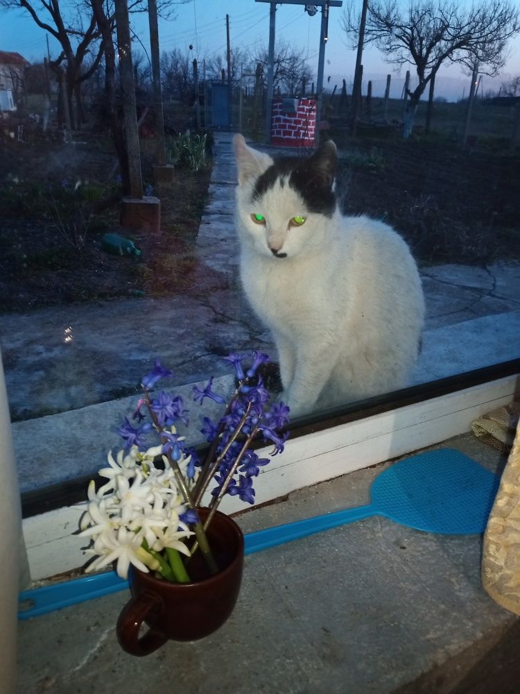 Фотография автора Stoyan Blagoev