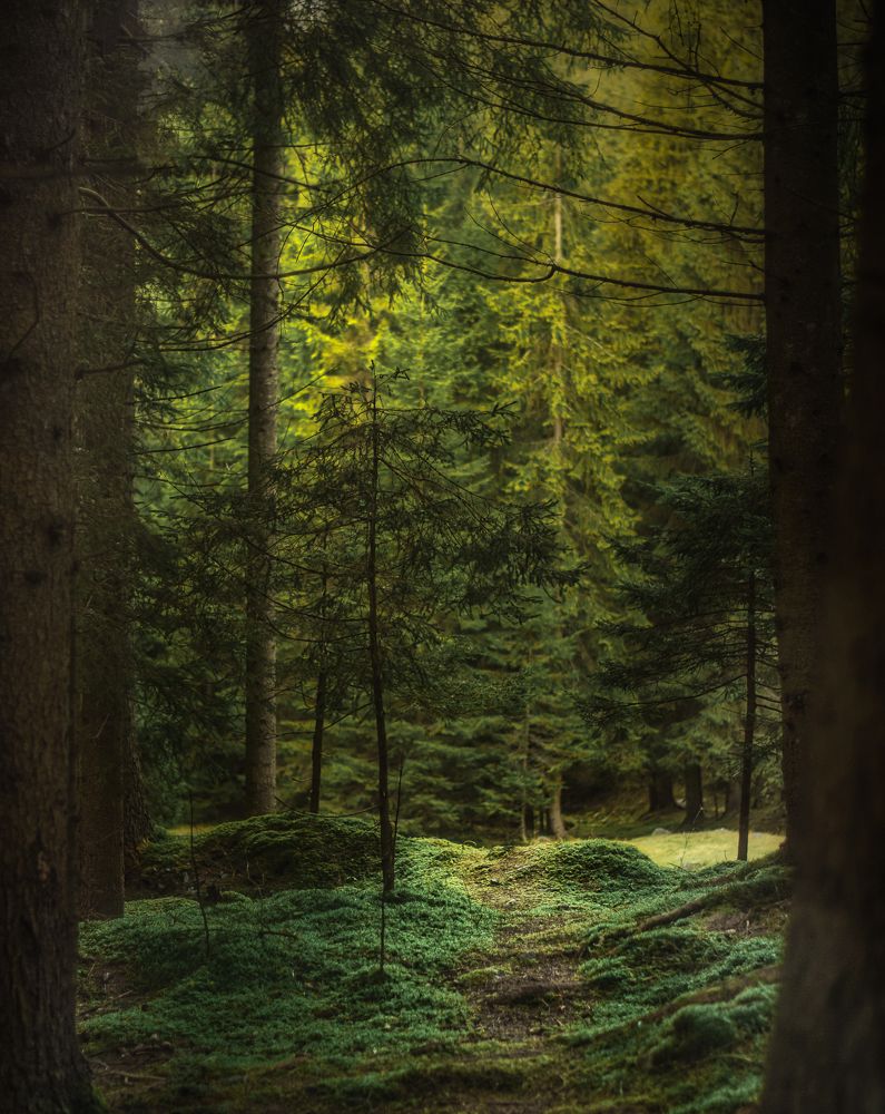 Фотография автора Leompescu Emanuel