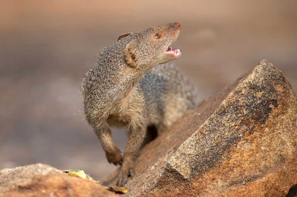 Фотография автора Sanjay Shukla