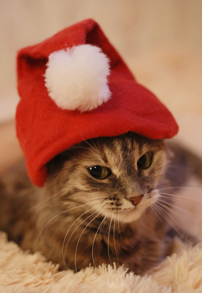 Фотография автора Тамара Нижельская