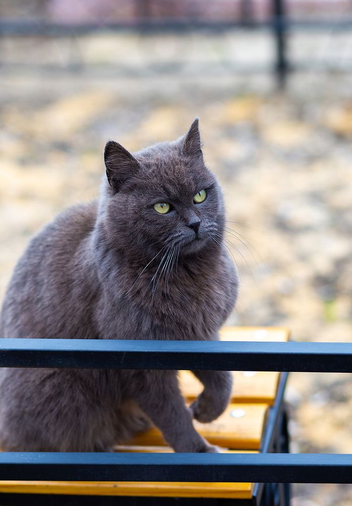 Фотография автора Тамара Нижельская