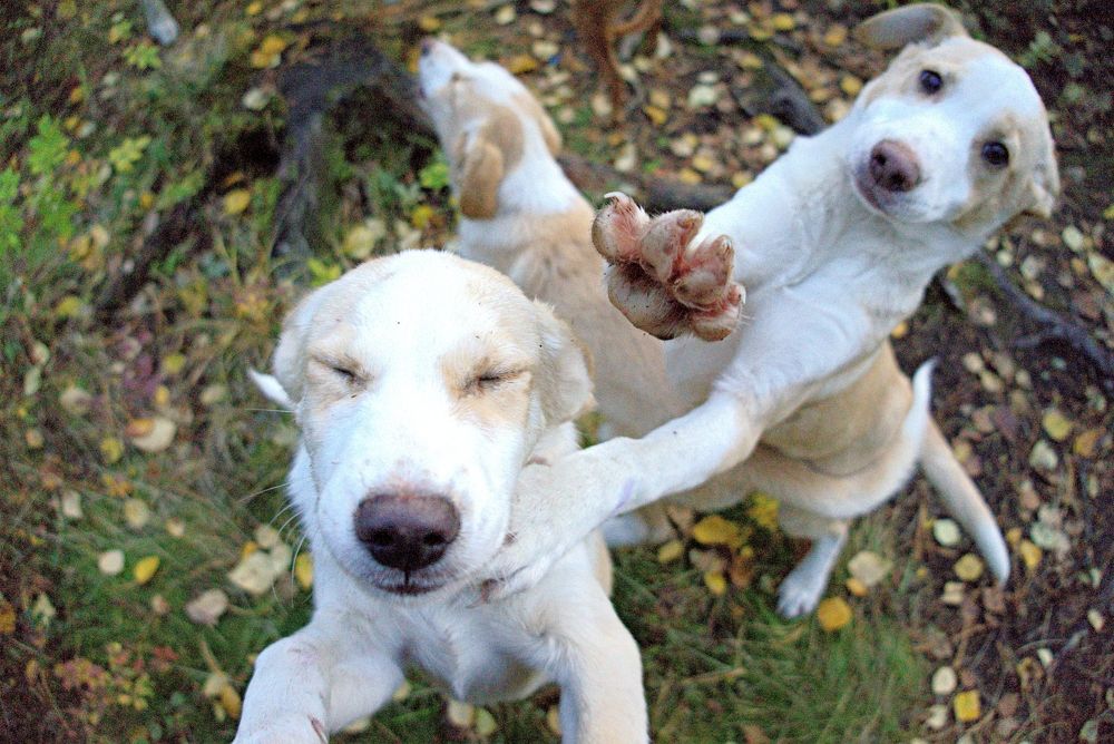 дружная семейка.