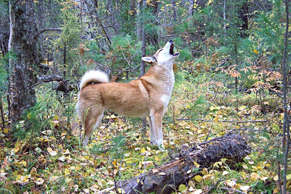 ОЙ..., сейчас спою.