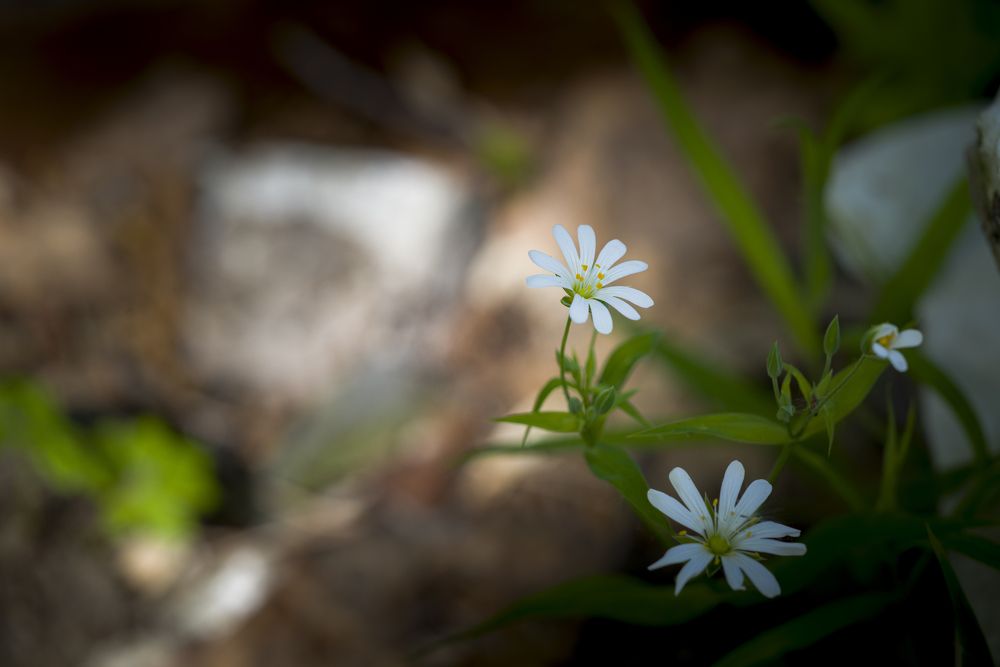 Планета Земля