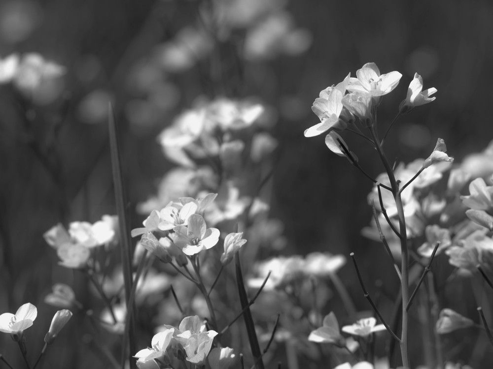 Photograph by Barbara Vankova