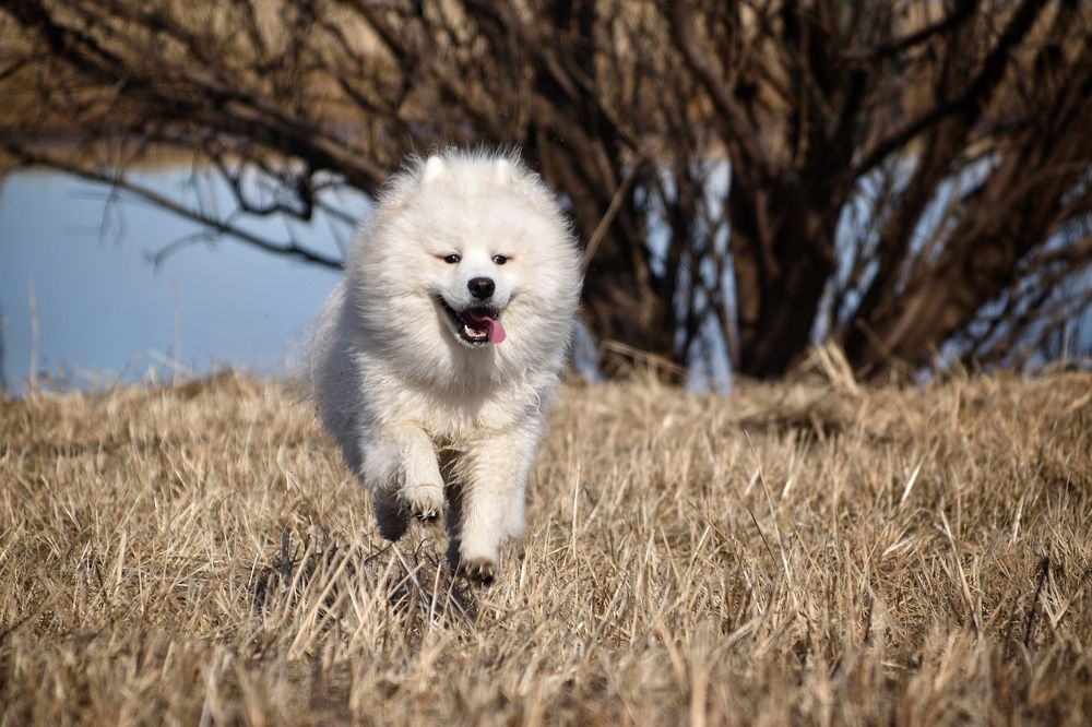 Белое облачко