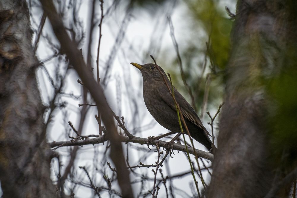 Photograph by Антон Шаркас