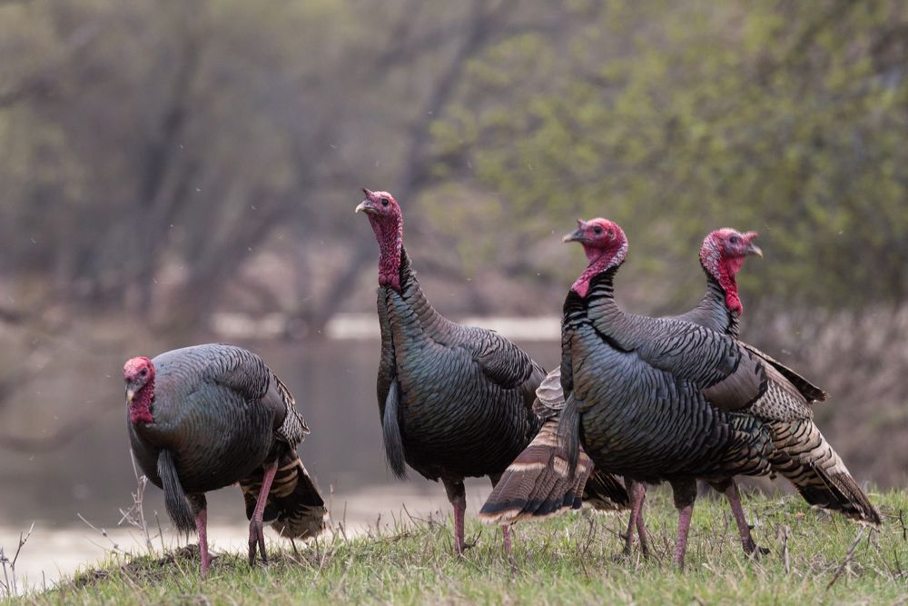 Photograph by Сергей Тригуб