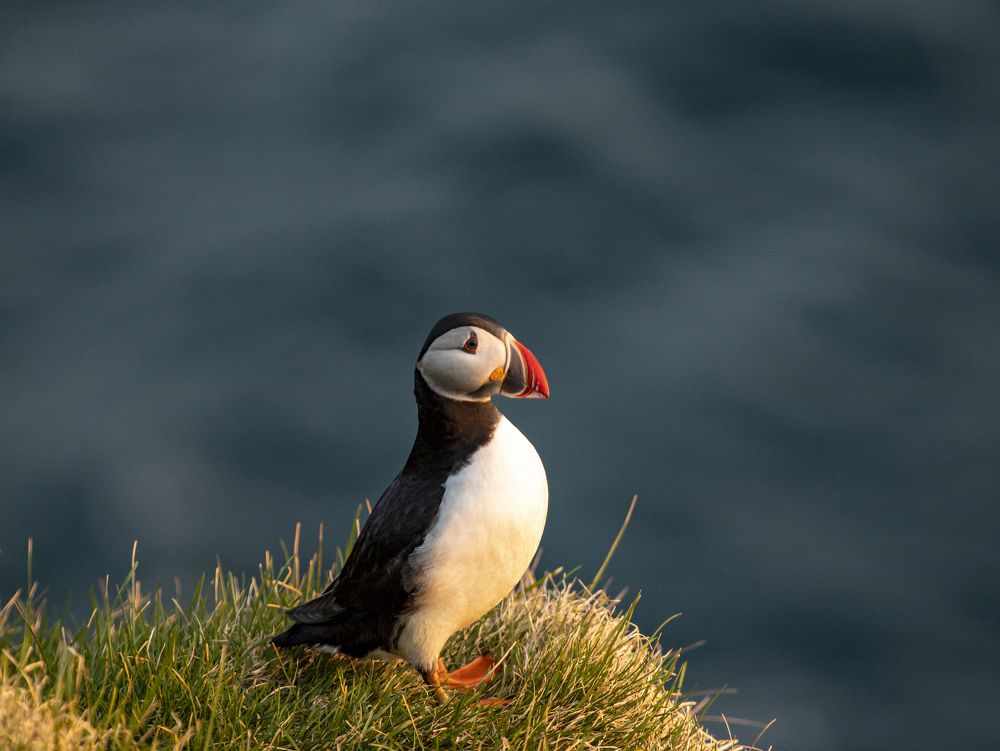 Photograph by Friðrik Björgvinsson