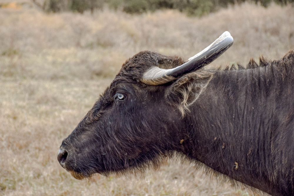 Photograph by İlham Mustafayev