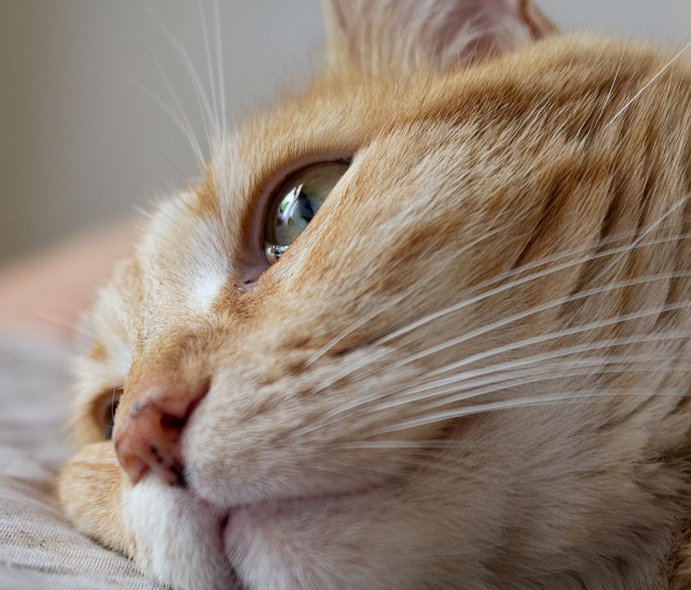 Photograph by Ricardo A. Restrepo L.