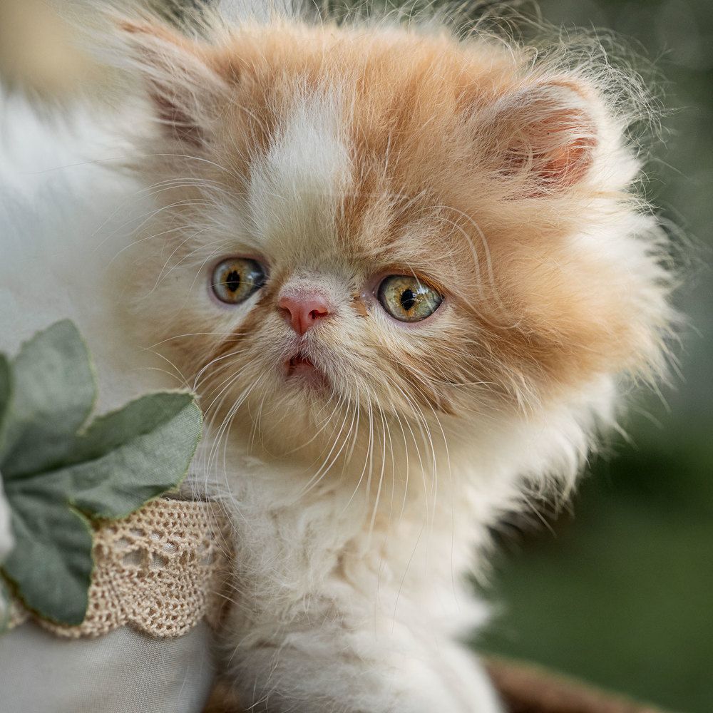 Photograph by Aysia Linggarwati