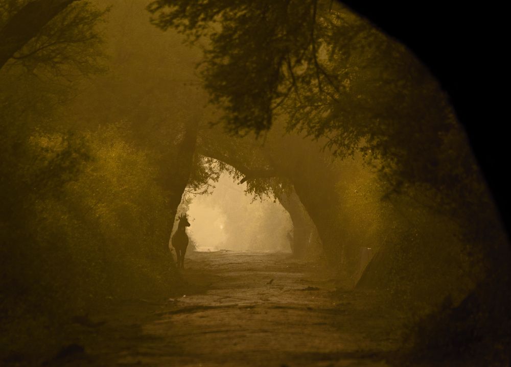 Фотография автора hitesh chawla