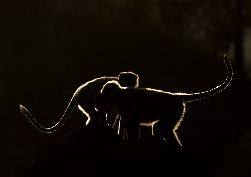 Фотография автора hitesh chawla