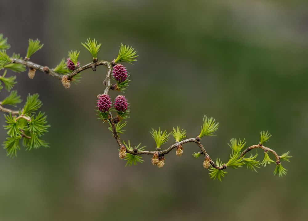 Photograph by Курлянцев Алексей