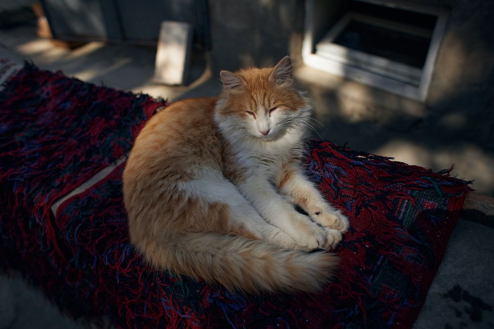 Photograph by Алексей Курочкин