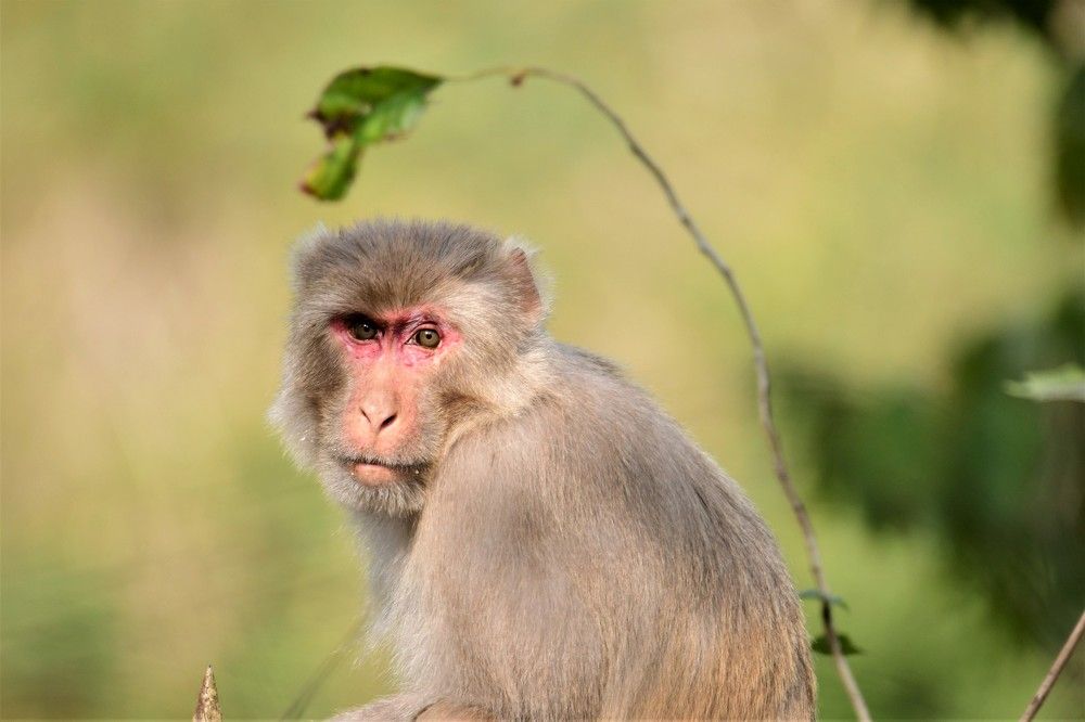 Photograph by Preet saluja