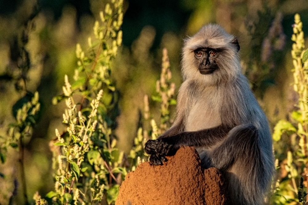 Photograph by Preet saluja