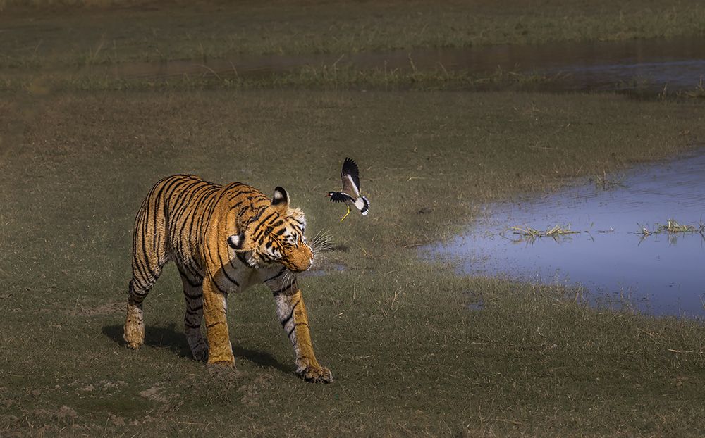 Фотография автора Ashok Behera