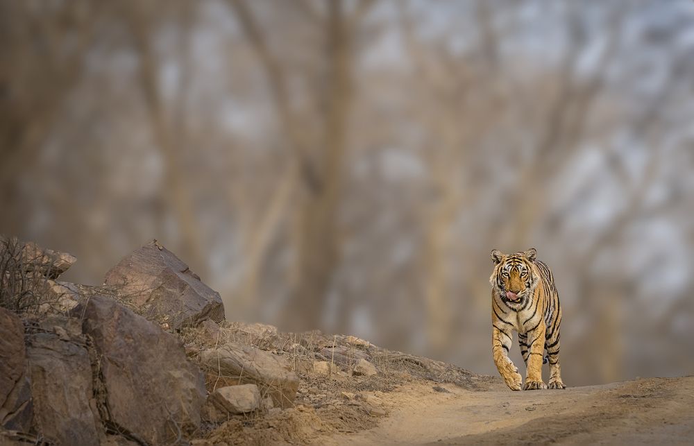 Фотография автора Ashok Behera