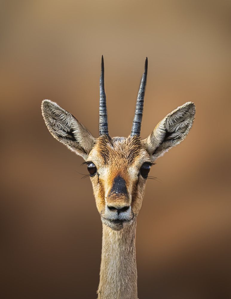 Фотография автора Ashok Behera