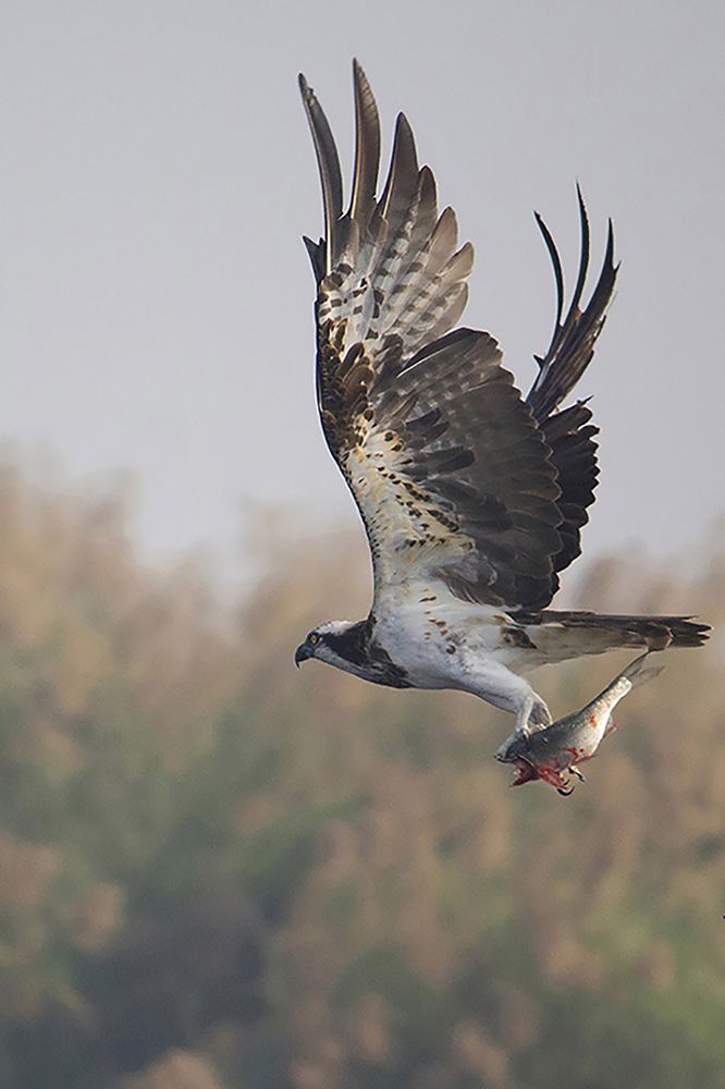 Photograph by SOUMAYAN BISWAS