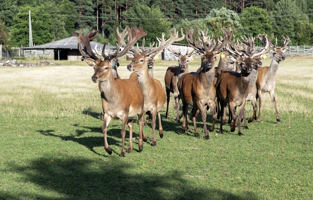 Photograph by Rolandas Valančauskas