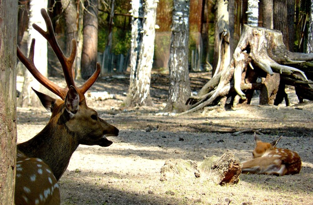 Photograph by леонид натапов