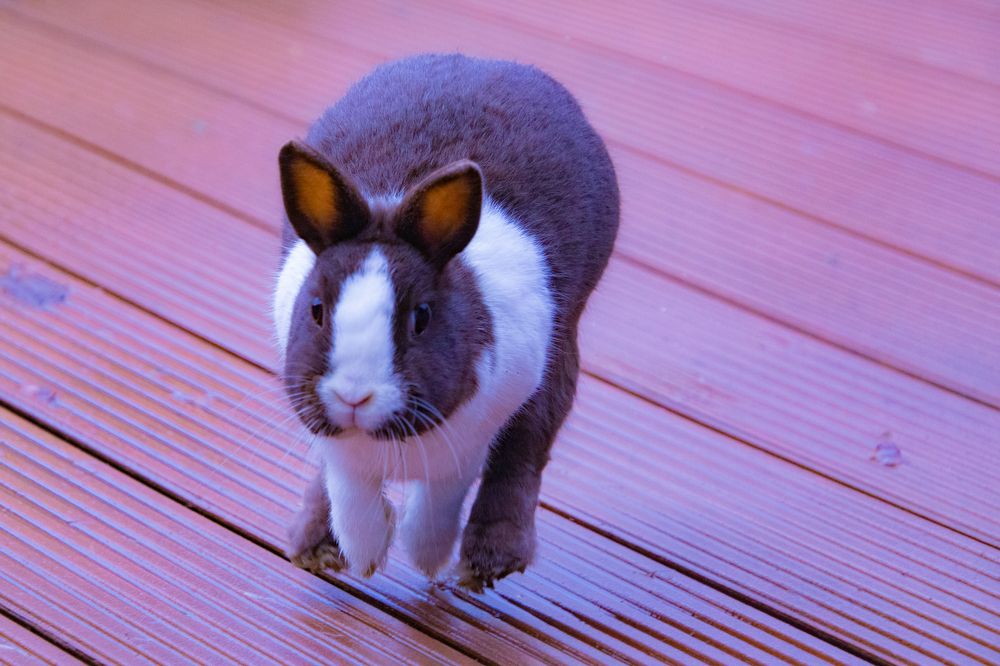 Photograph by Ellen Lichtenheldt