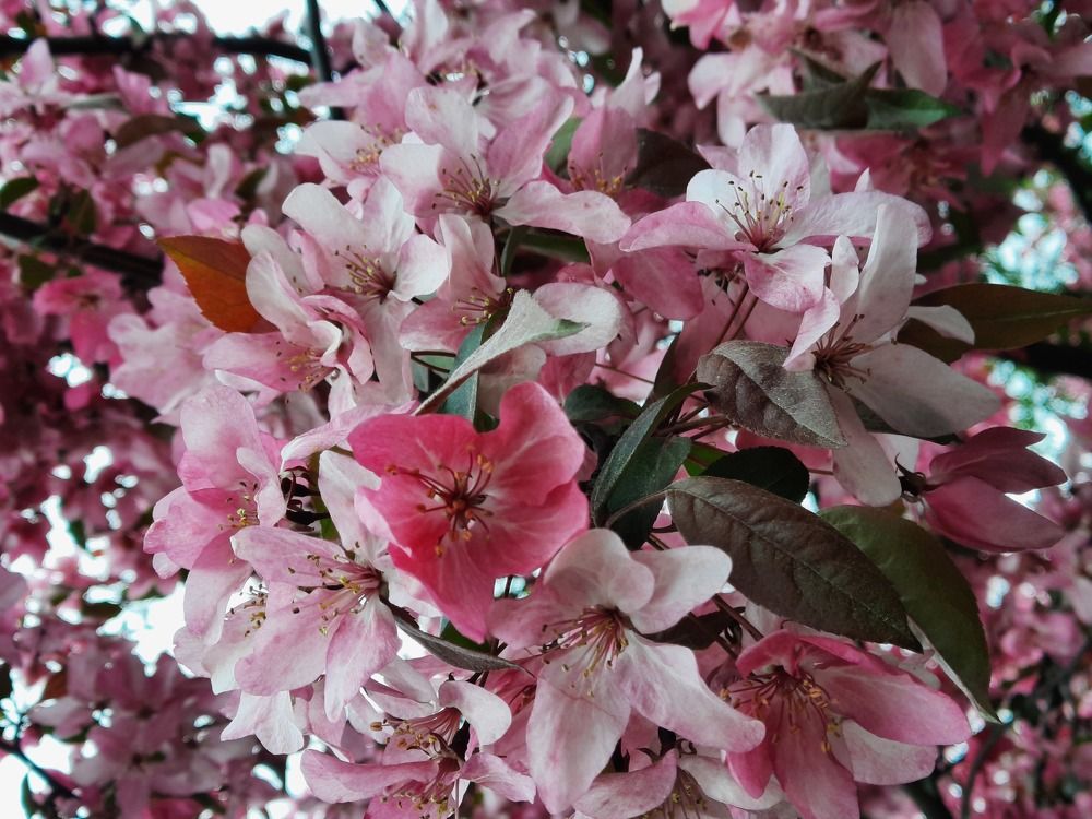 Photograph by Инна Демкив