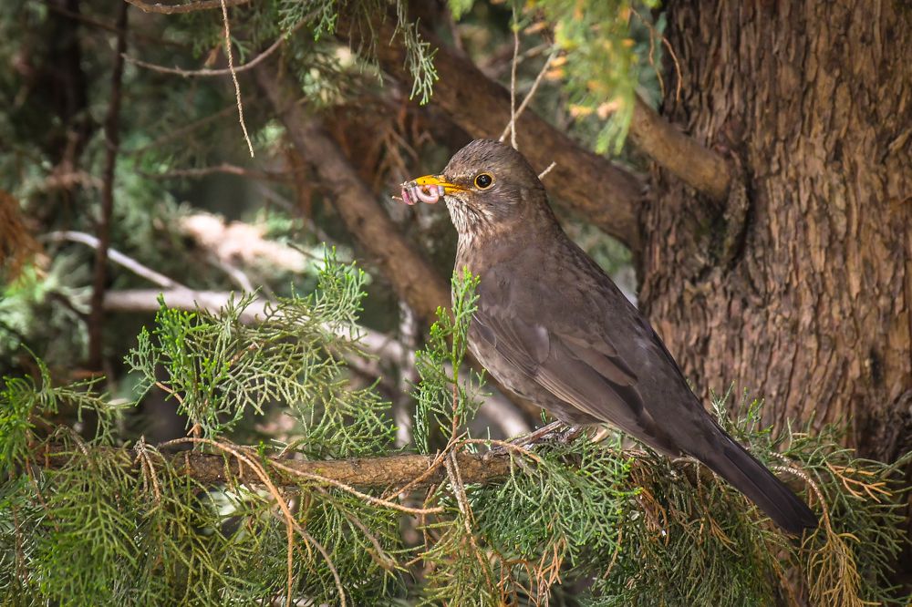 Photograph by Денис Тар